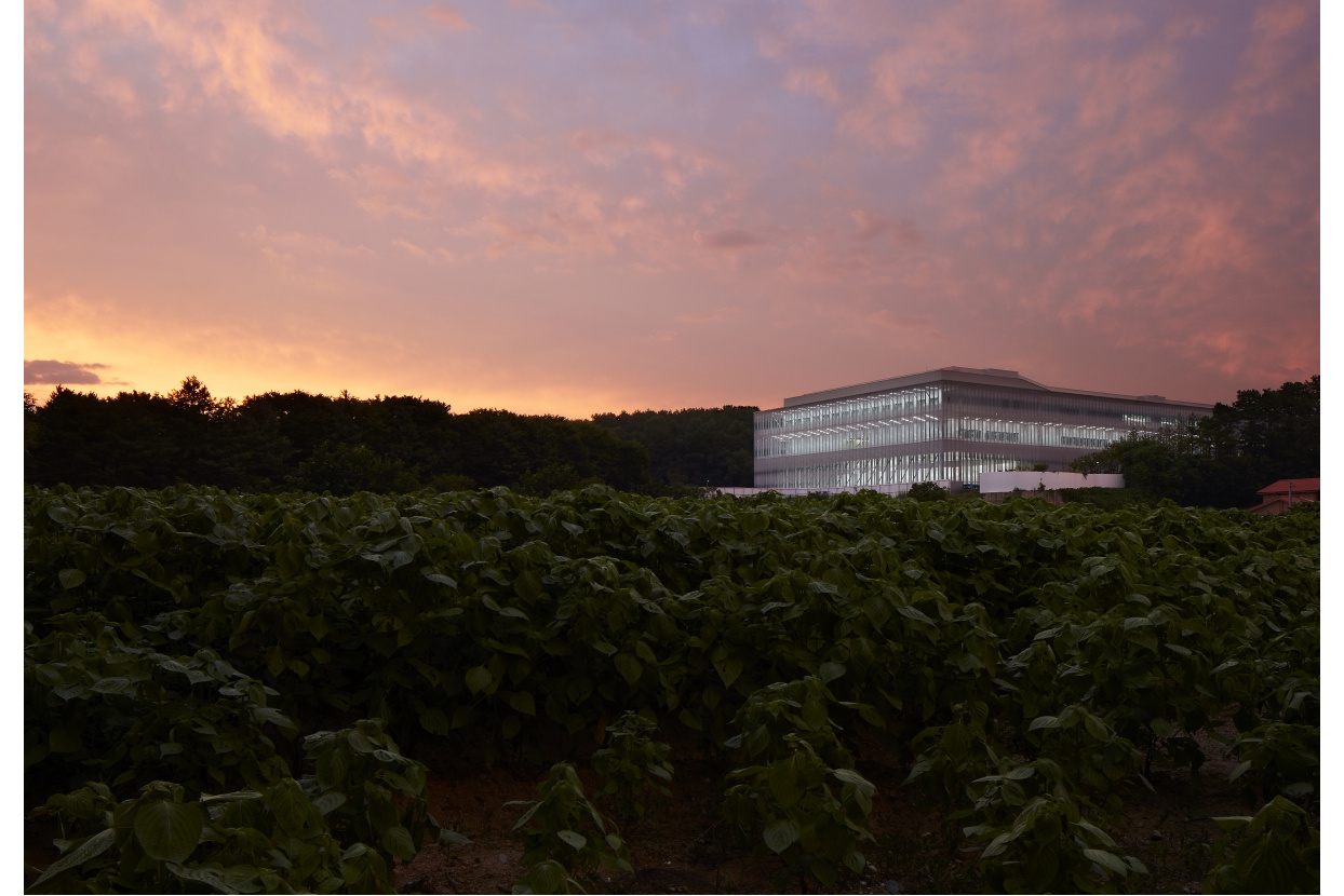 Building at sunset above a field of leaves