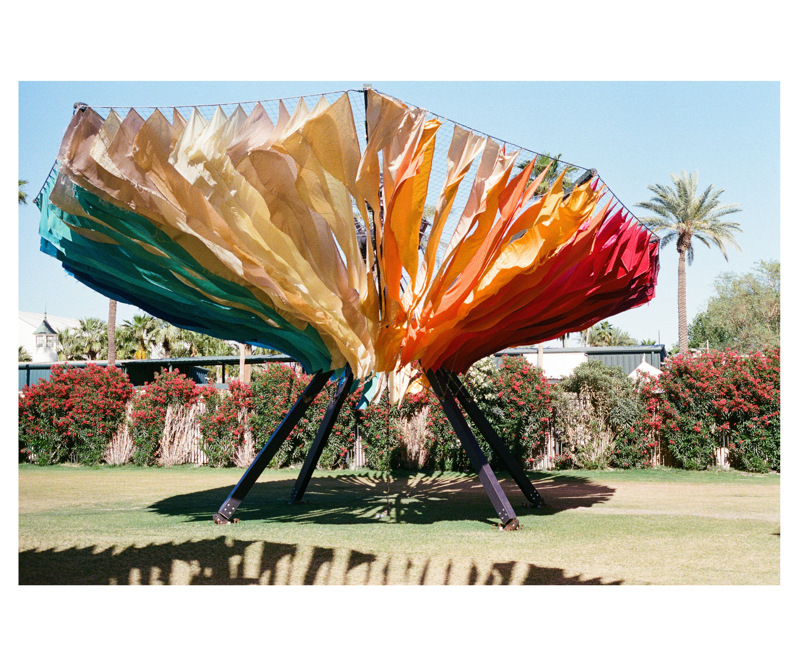 The canopy structure on lawn in front of flowering oleander hedges